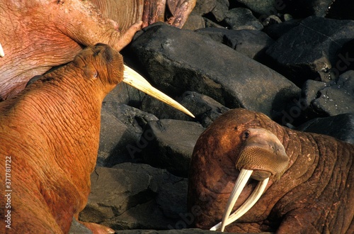 Walrus, odobenus rosmarus, Round Island, Alaska photo