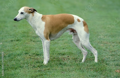 Whippet Dog, Male standing on Lawn © slowmotiongli