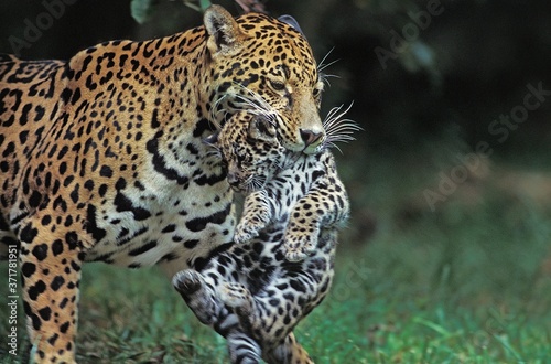 Valokuva Jaguar, panthera onca, Mother carrying Cub in its Mouth
