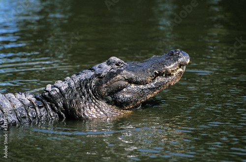 American Alligator, alligator mississipiensis