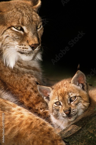 European Lynx, felis lynx, Mother and Cub