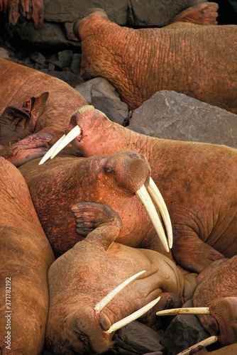 Walrus, odobenus rosmarus, colony at Round Island, Alaska photo