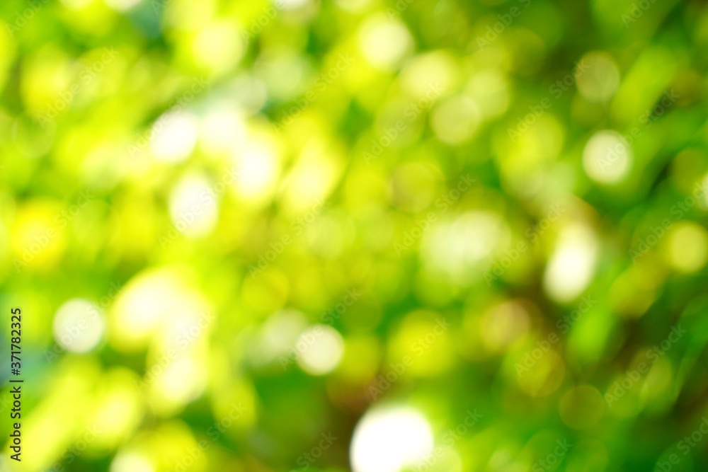 Abstract natural green bokeh background blur and blurred greenery.