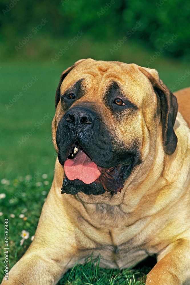 Mastiff Dog, Portrait of Adult