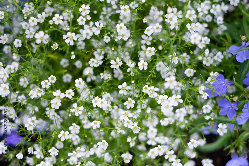 花 花