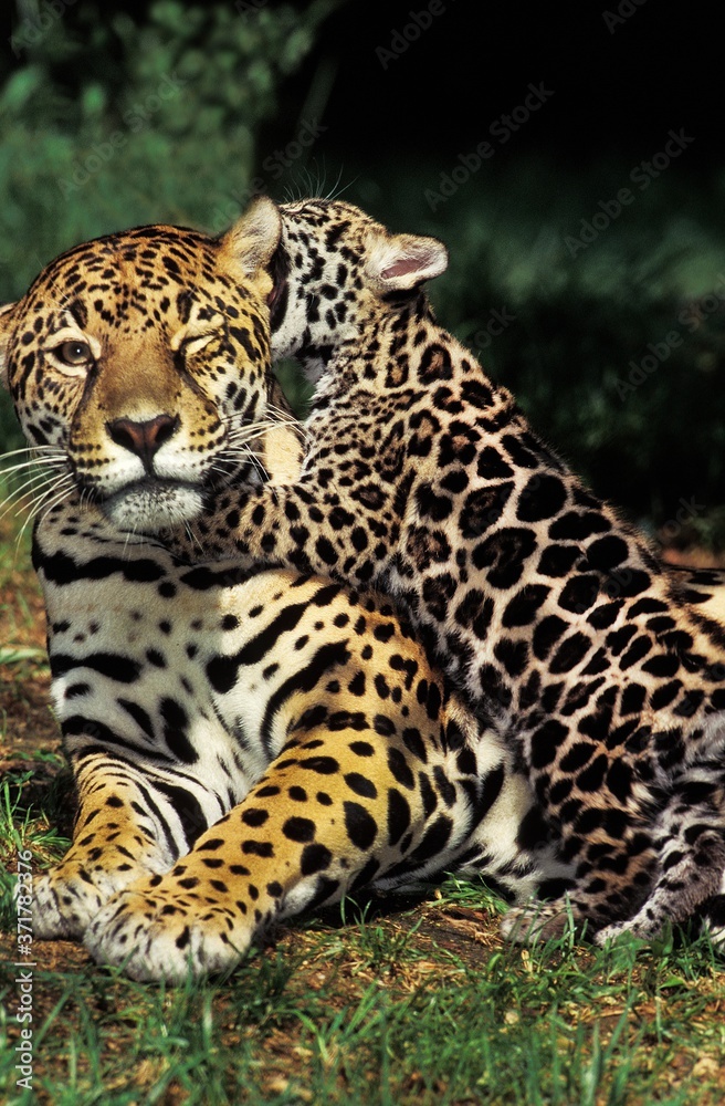 Fototapeta premium Jaguar, panthera onca, Mother and Cub Playing