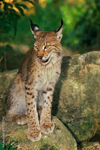 European Lynx, felis lynx, Adult standing on Rock
