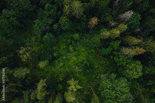 Aerial shot of a beautiful forest covered in greens and trees © Aleksandrs Muiznieks