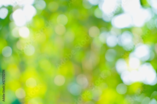 Abstract natural green bokeh background blur and blurred greenery.