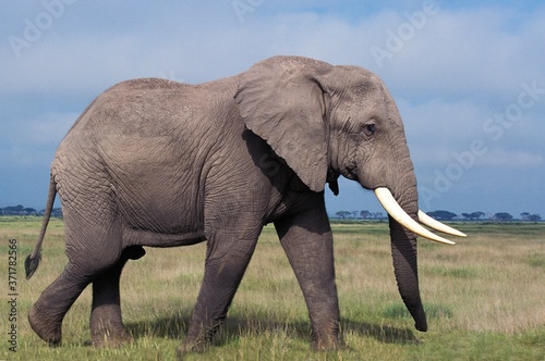 African Elephant  loxodonta africana  Male  Masai Mara Park in Kenya