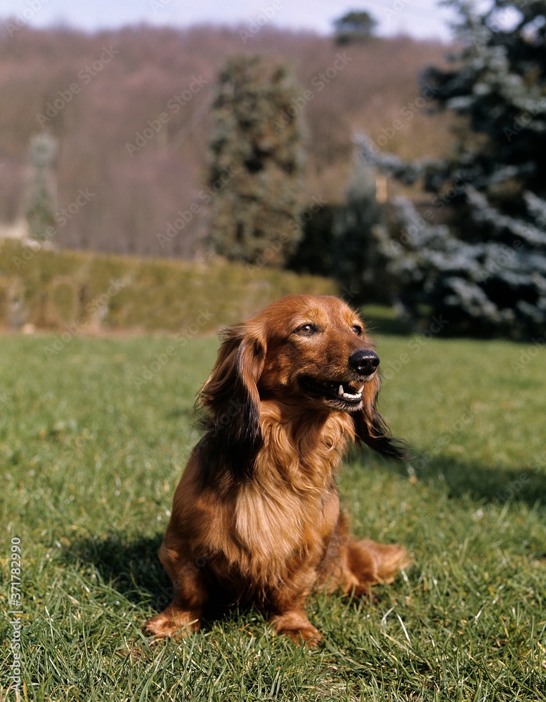 Long-Haired Dachshund, Dog sitting on Grass