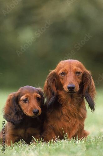 Long-Haired Dachshund, Mother and Pup sitting on Grass