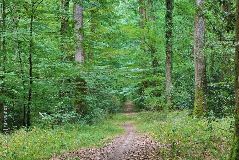 Fototapeta premium Chemin en foret française