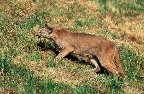 Fototapeta Naklejka Na Ścianę i Meble -  Cougar, puma concolor, Adult walking on Grass