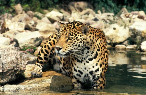 Jaguar, panthera onca, Adult standing in Water