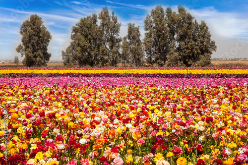 Wallpaper Mural The colorful buttercups Torontodigital.ca
