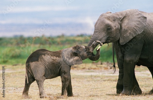 African Elephant  loxodonta africana  Femand and Calf  Masai Mara park in Kenya