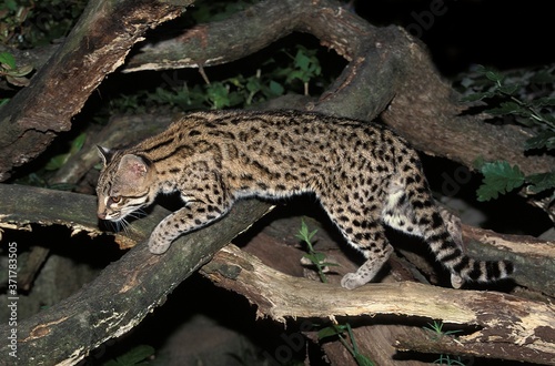 Tiger Cat or Oncilla, leopardus tigrinus © slowmotiongli