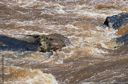 Nile Crocodile, crocodylus niloticus, standing in River, Masai Mara Park in Kenya