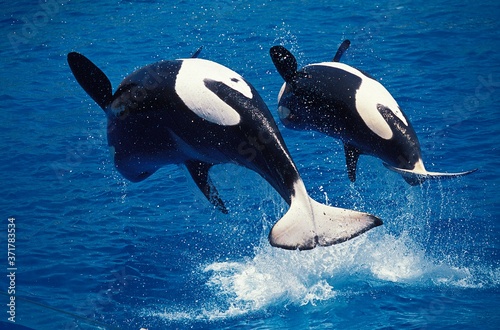 Killer Whale, orcinus orca, Mother and Calf breaching