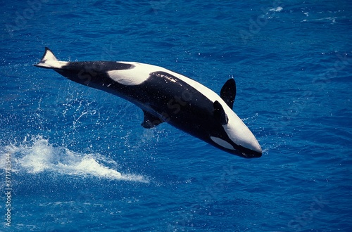 Killer Whale, orcinus orca, Adult breaching © slowmotiongli