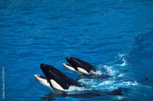 Killer Whale, orcinus orca, Head Mother and Calf emerging at surface