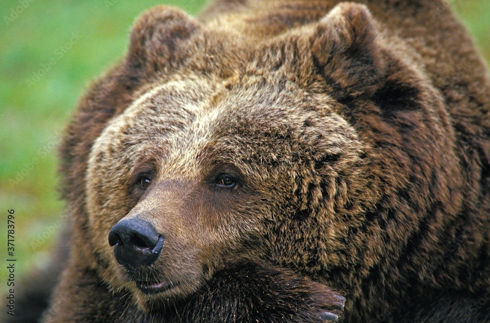 Brown Bear, ursus arctos, Portrait of Adult, Funny Face