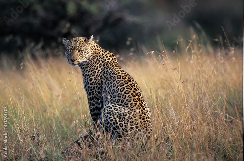 Leopard, panthera pardus, Female, Nakuru parc in Kenya