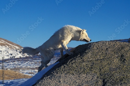 Arctic Wolf  canis lupus tundrarum  Adult on Rocks  Alaska
