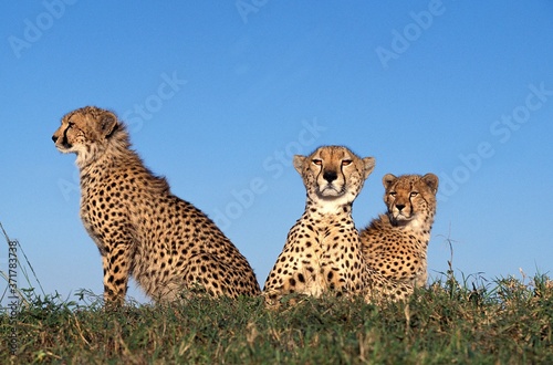 Cheetah, acinonyx jubatus, Masai Mara Park in Kenya