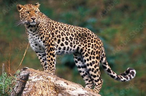 Leopard, panthera pardus