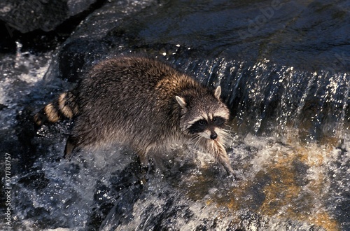 Raccoon, procyon lotor, Adult crossing River