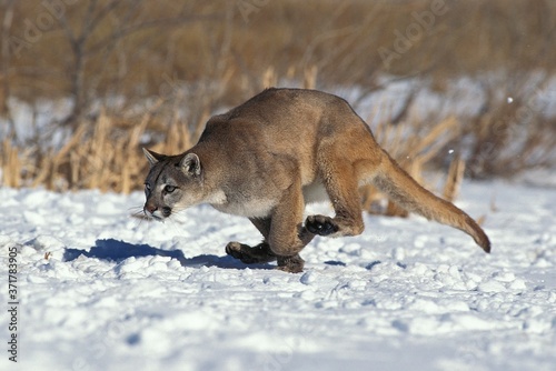 Cougar, puma concolor, Adult running on Snow, Montana, Montana