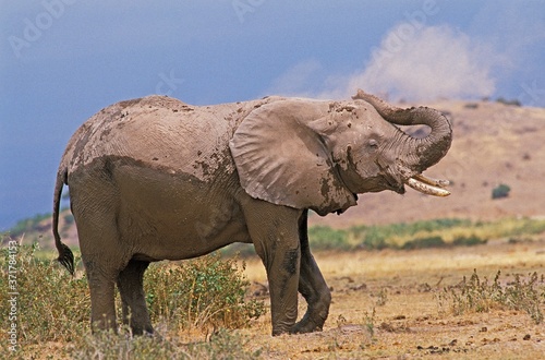 African Elephant  loxodonta africana  Adult having Dust Bath  Masai Mara park in Kenya