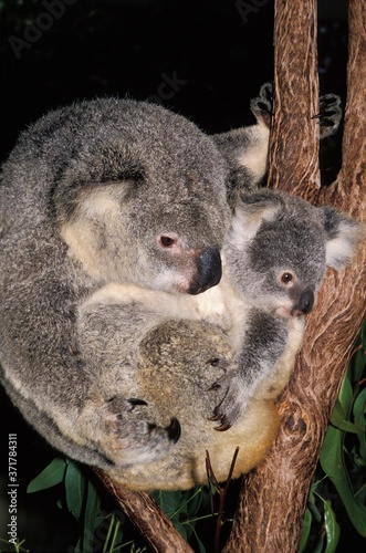 Fototapeta Naklejka Na Ścianę i Meble -  Koala, phascolarctos cinereus, Mother and Joey