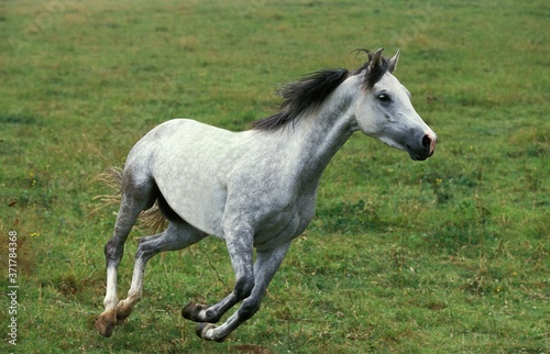 Shagya Horse  Adult Galloping