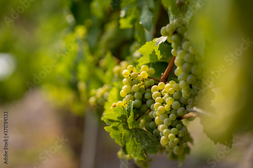 a Saxonian vineyard in radebeul photo