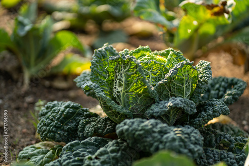 Photos almost ripe savoy cabbage in the beet