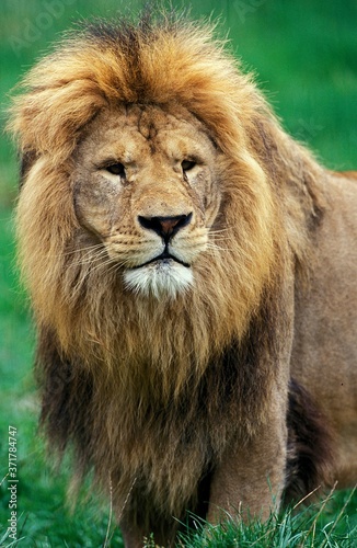 Fototapeta Naklejka Na Ścianę i Meble -  African Lion, panthera leo, Portrait of Male