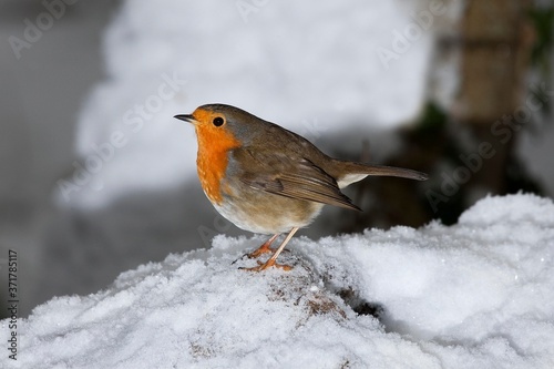 European Robin, erithacus rubecula, Adult standing on Snow, Normandy © slowmotiongli