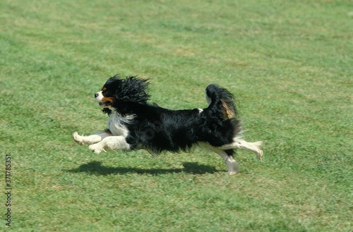 Cavalier King Charles Spaniel, Adult running on Lawn © slowmotiongli