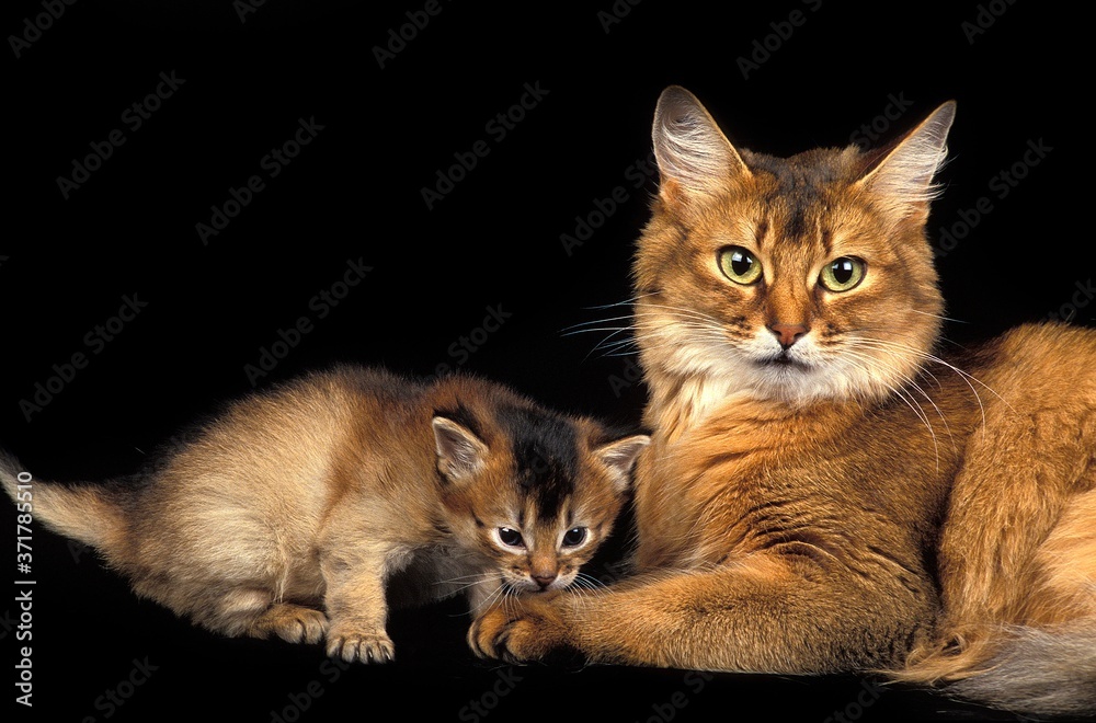 Somali Domestic Cat, Mother and Kitten against Black Background