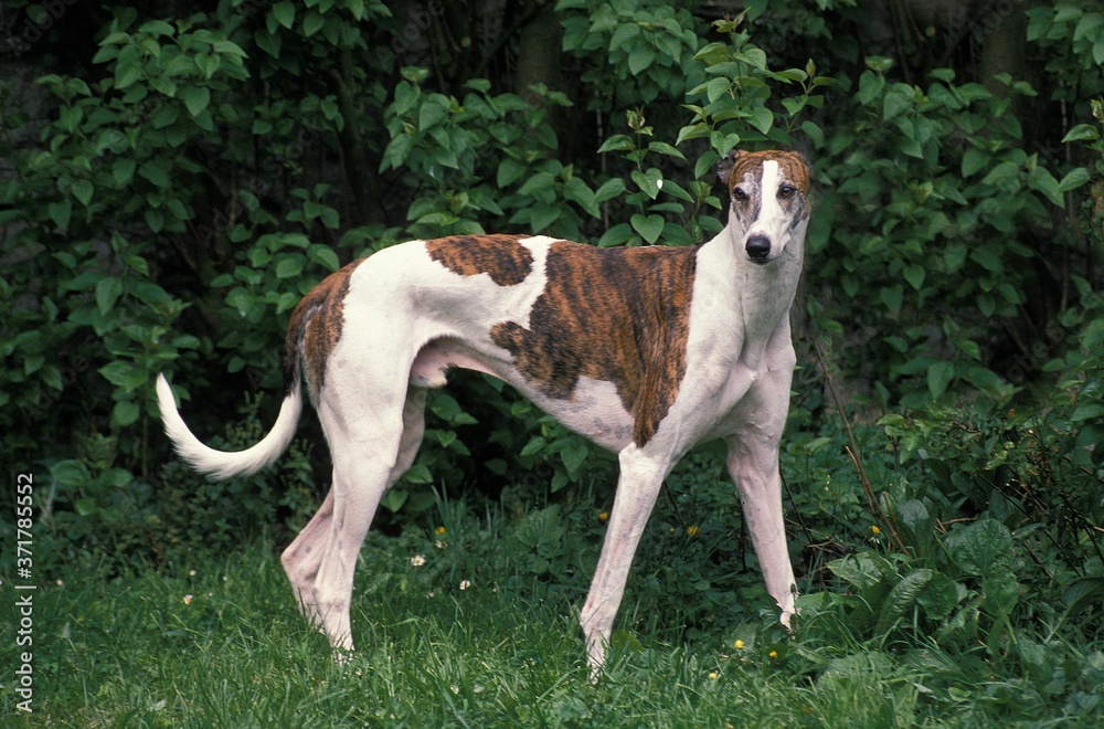 Male Greyhound