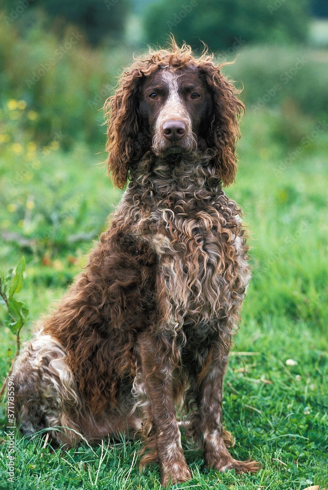 Pont Audemer Spaniel, Adult sitting on Grass