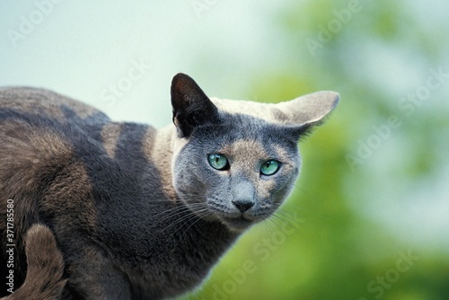 Russian Blue Domestic Cat, Adult