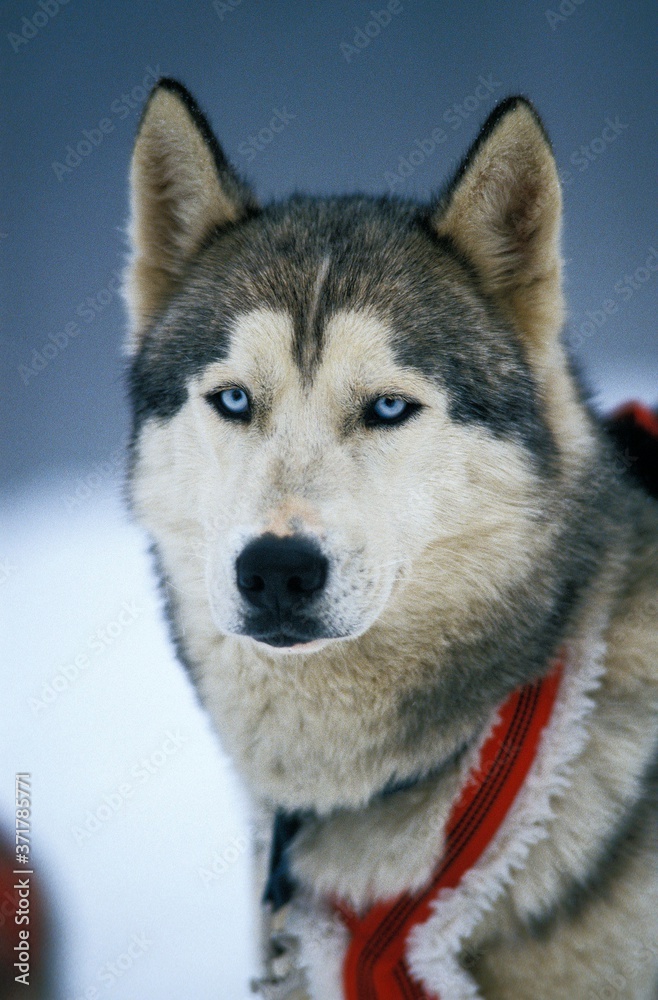 Siberian Husky, Portrait of Adult