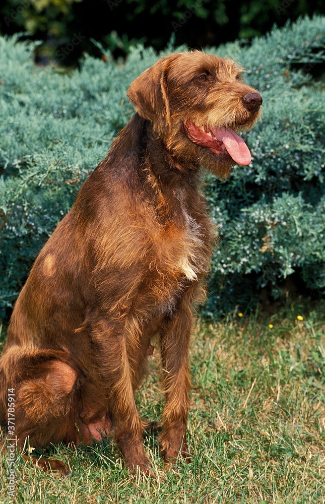 Pudel Pointer Dog, Adult sitting on Grass