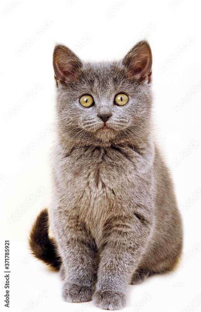 Chartreux Domestic Cat, Kitten sitting against White Background