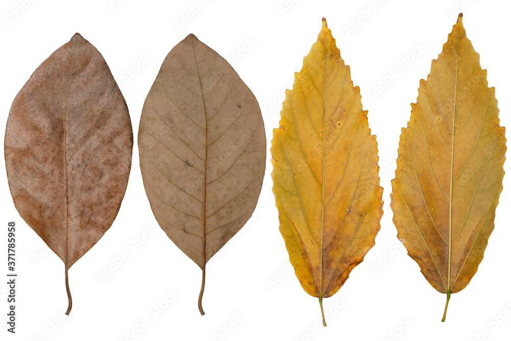 Fototapeta premium Dry leaf isolated on white background.