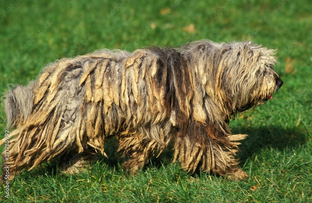 Bergamasco Sheepdog or Bergamese Shepherd , Adult standing on Grass